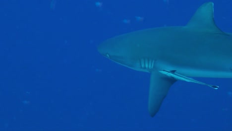 grey reef shark with shark sucker on the side passing close in front of the camera