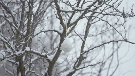 一棵被冰覆蓋的樹被擊中,積極落下雪