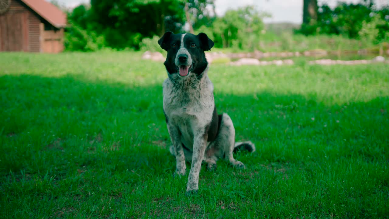 perro sentado a la sombra en la hierba verde fresca en el patio trasero