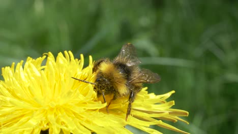 common carder bee pollinating the yellow dandelion flower