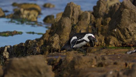 a penguin walks and jumps across the rocks in betty's bay, near cape town. the shot follows its movement with the sea and algae-covered rocks in the background