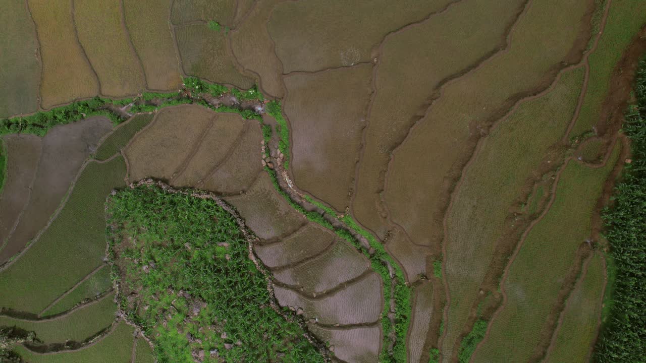 una vista aérea de campos en terrazas muestra los patrones geométricos y la vegetación exuberante, destacando la interacción entre la naturaleza y las prácticas agrícolas humanas en un paisaje montañoso