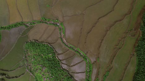 an aerial view of terraced fields showcases the geometric patterns and lush greenery, highlighting the interaction between nature and human agricultural practices in a mountainous landscape