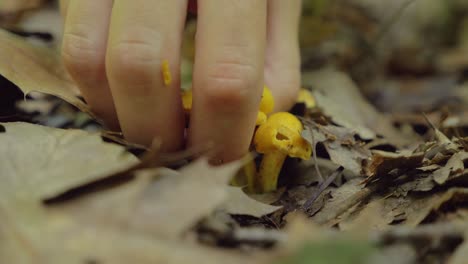 macro shot of hidden yellow chanterelle mushroom picked up by hand, static, day