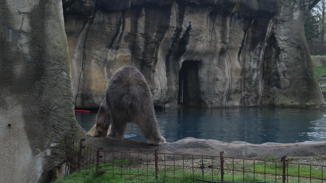 동물원 울타리 주변을 산책하는 북극곰의 모습