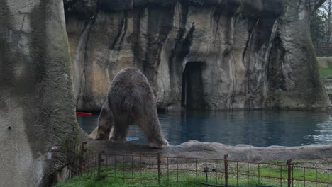 polar bear seen walking around pool at zoo enclosure