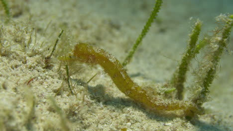 hipnotizante caballo de mar amarillo en busca de comida en el fondo del océano arenoso