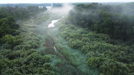 foggy morning along a creek in the forest