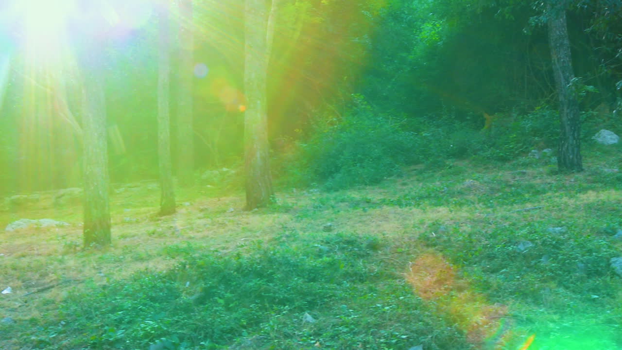 숲 속의 원이들이 큰 나무 에서 는 모습, 카메라의 렌즈에서 반사되는 빛이 다채로운 빛을 내는 모습.