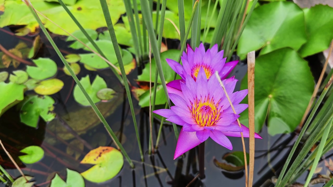 Duas nenúfares roxas balançando suavemente entre folhas aquáticas e caules finos na água calma de um lago, num ambiente de jardim tranquilo.