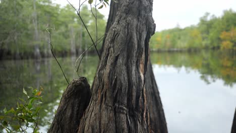 Jib-shot-of-bald-cypress-knees-with-small-branches-budding-out