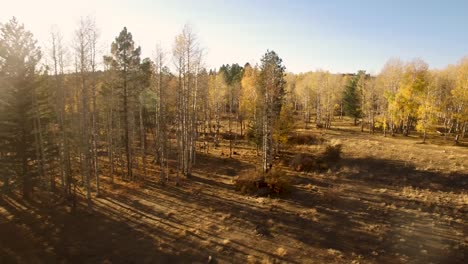 aerial drone passes by the long shadows of pine trees and barren fall broadleaf trees, flagstaff, arizona