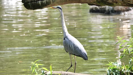 Toma-En-Cámara-Lenta-De-Garza-Gris-Caminando-A-Lo-Largo-De-La-Orilla-Del-Río-Durante-El-Día-Soleado---Observando-Y-Cazando-Comida-Para-Peces-En-El-Agua