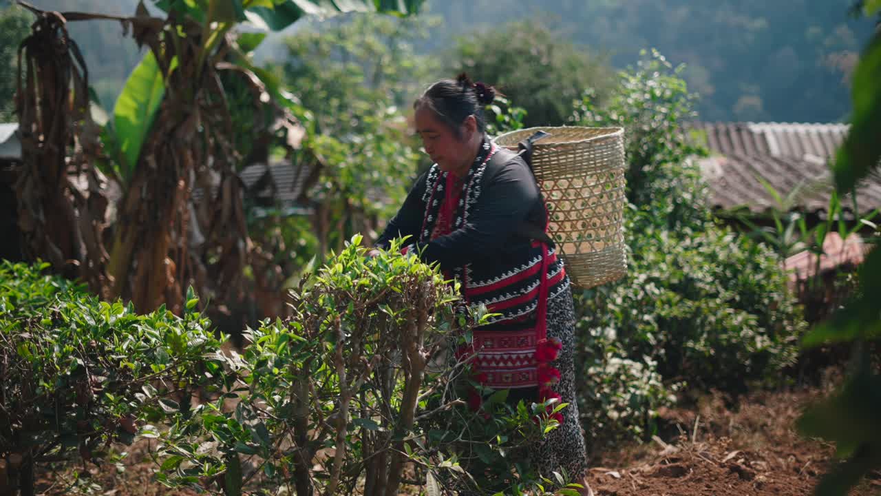 Tea Harvesting in a Rural Asian Plantation