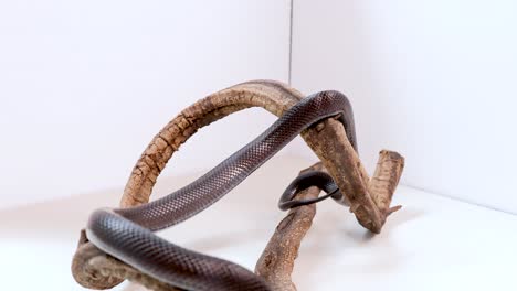 a mexican black kingsnake moves gracefully over intertwined wooden branches in a brightly lit, minimalistic setting