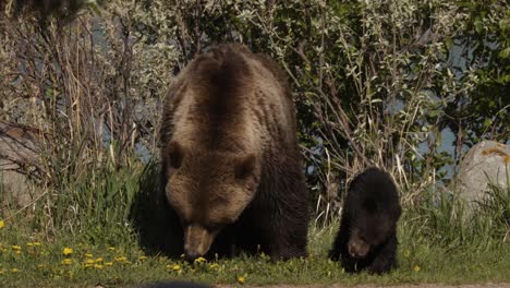 Una-Madre-Osa-Grizzly-Y-Su-Cachorro-Son-Vistos-En-Un-Exuberante-Prado-De-Flores-Silvestres.