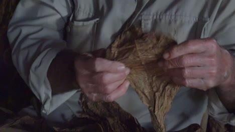 a farmer rolls cigars inside a tobacco barn in rural cuba