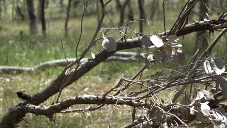 en la vida silvestre de la granja abierta natural pequeño pájaro australiano en el interior seco caído