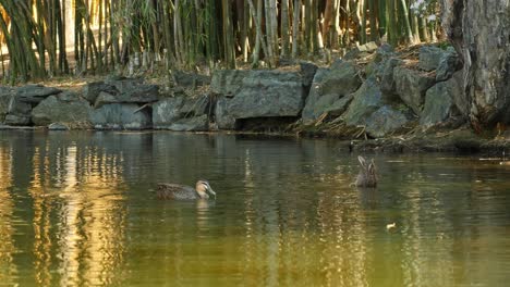 pato nadando y buceando para pescar en el parque jardín botánico en brisbane - pato buceando bajo el agua a cámara lenta