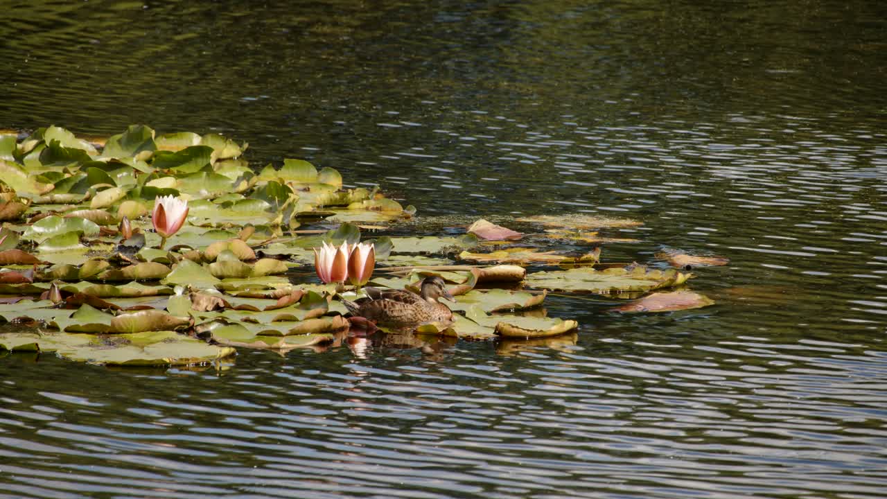 disparo medio de las almohadillas de lirio de agua con flores de lirio de agua en el lago con el pato descansando