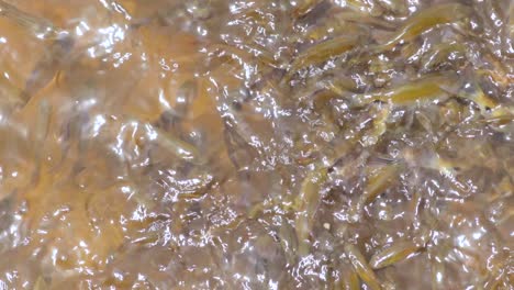 group of golden yellowish small fish fight for food in the fresh waters 60fps b roll clip