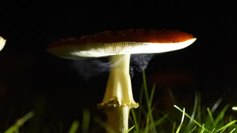 dispersión de esporas en tiempo real del hongo amanita muscaria &quot;agárico de mosca&quot;, filmado de noche