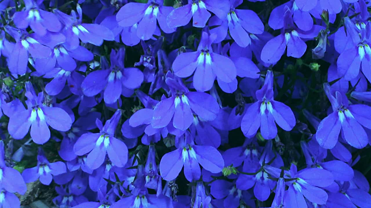 로벨리아 (lobelia) 라고 불리는 파란색 꽃들이 바람에 떨고 있습니다.