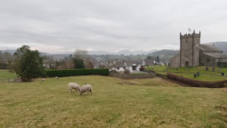 st michael and all angels church in hawkshead, showing fields and grazing sheep cumbria, uk