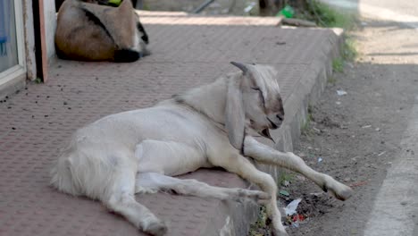 A-goat-rests-in-the-midday-sun-in-the-shade-of-a-building-in-a-village-in-india