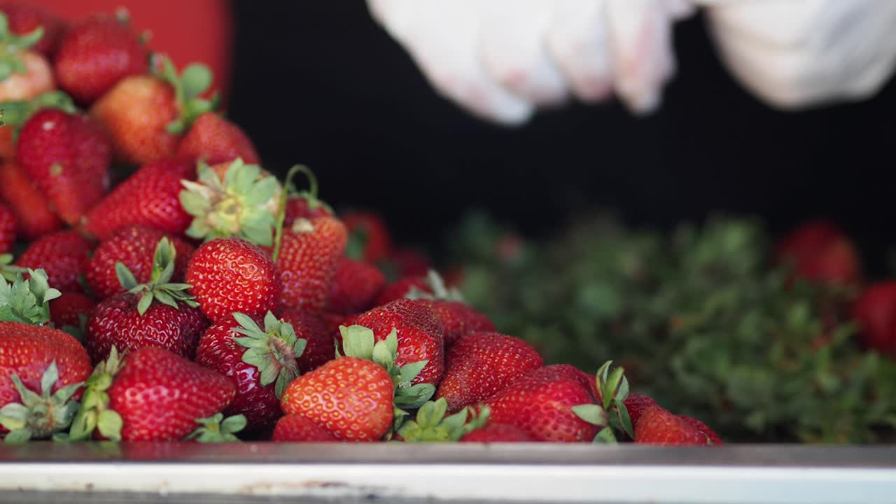 la recolección de fresas