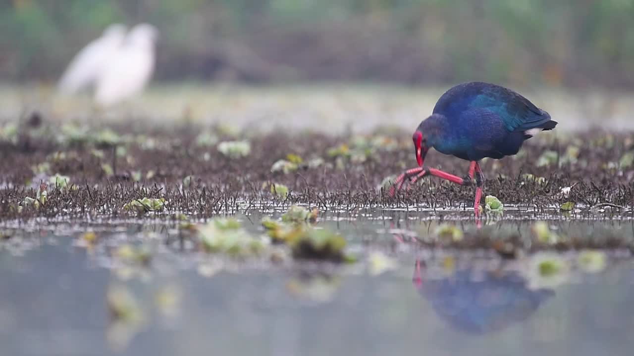 porfirio poliocephalus en los humedales en el reflejo matutino en el agua