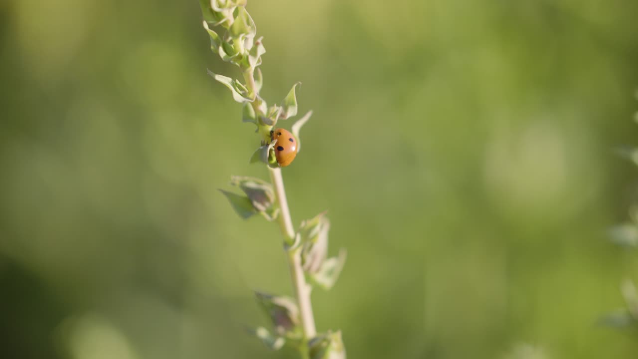 mariquita en una rama planta de flores, fondo de campo de flores, paisaje rural de mariquita, luz soleada brillante, borrón bokeh, macro tranquilo y pacífico en primer plano, mariquita