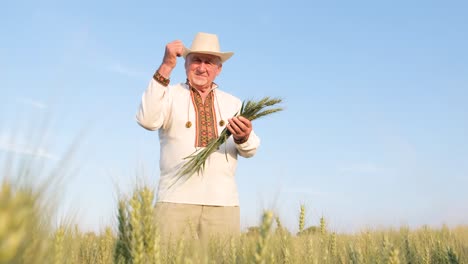 an elegant old ukrainian peasant is holding young sprouts of wheat in the middle of a field an elegant old ukrainian peasant is holding young sprouts of wheat in the middle of a field a happy and satisfied farmer against the background of the blue sky