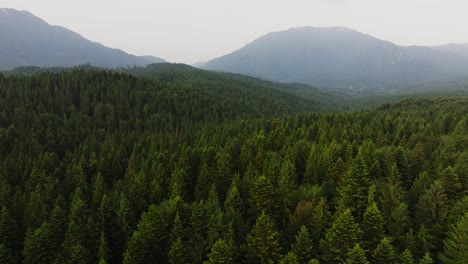 Aerial-descending-shot-revealing-a-vibrant-coniferous-forest-and-distant-mountains