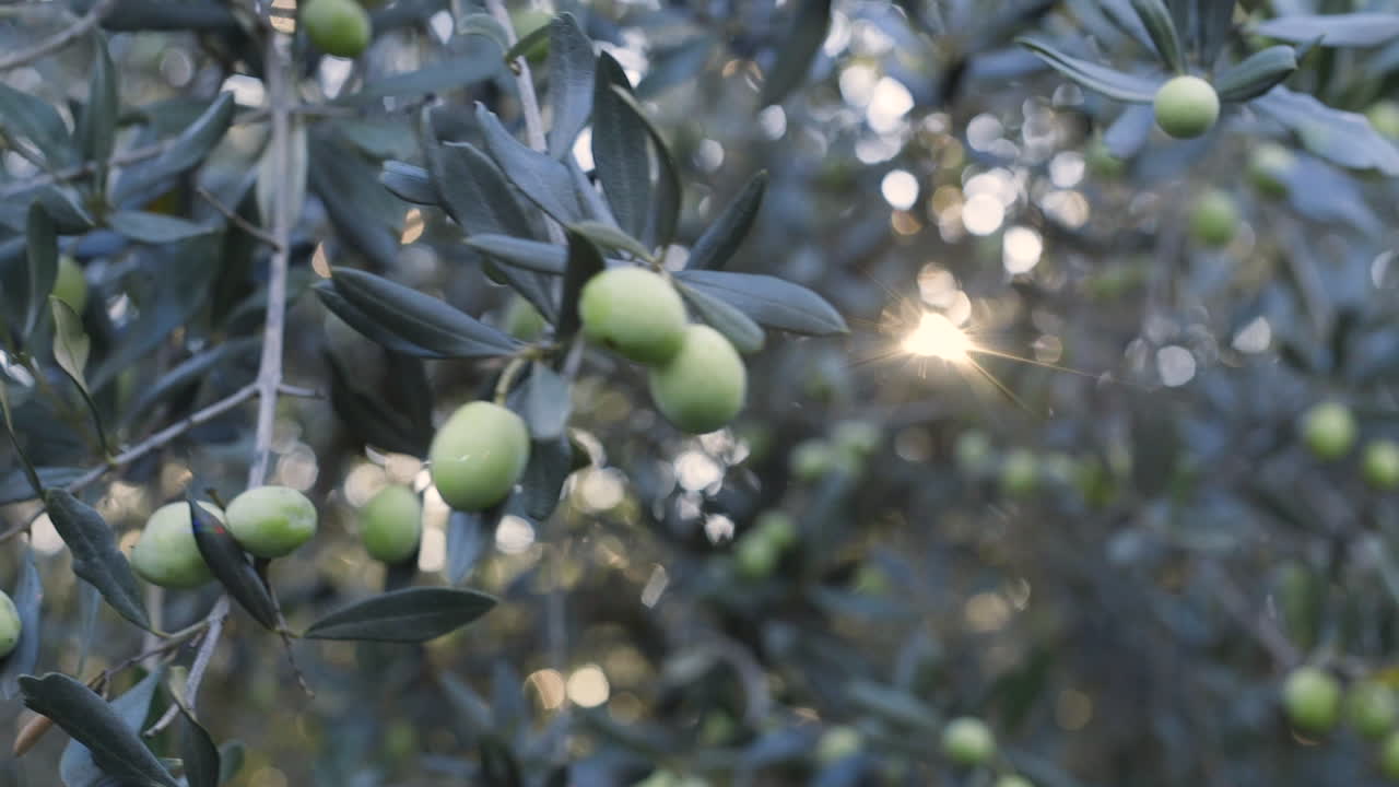 Olive Tree with Green Olives