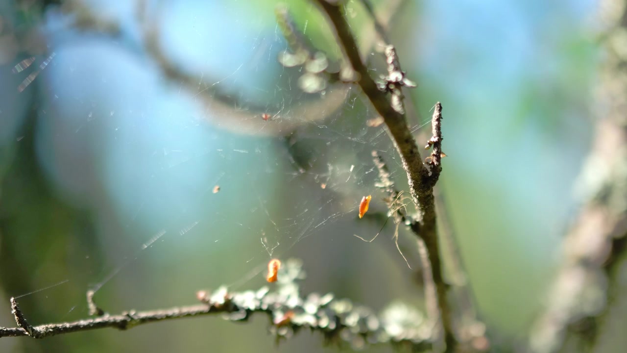 Un ragno lupo finlandese (Pardosa) ha costruito una ragnatela tra i ramoscelli di betulla in un giorno d'estate. Bel tempo soleggiato. I ragni nascondono i loro corpi tra i rami.
