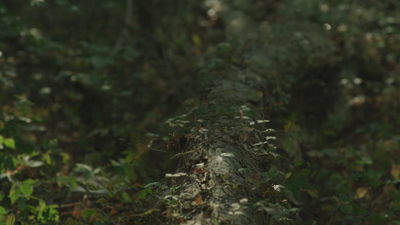 luz filtrándose a través de los árboles sobre un hermano caído