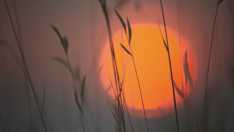 calming scene, wild grass detail and large dreamy sun setting bokeh