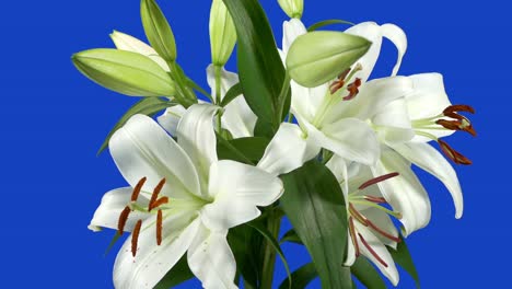 passing lilly flowers closeup - bluescreen for compositing