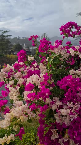 vertical view, rain falling on colorful flowers in garden, close up