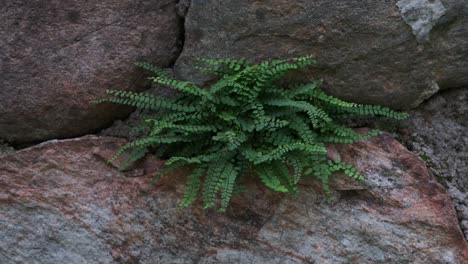 Lush-green-fern-growing-on-old-stone-wall,-close-up