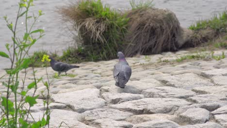 vio una paloma discapacitada con una pierna saltando alrededor de la orilla del río en tokio, japón