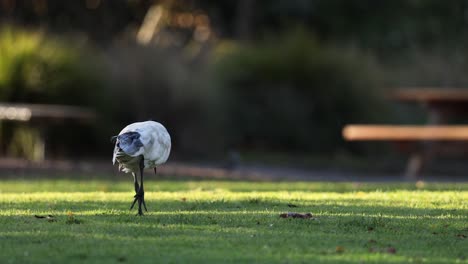 ibis walking on grass in melbourne zoo