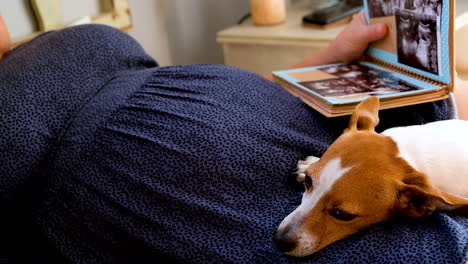 Lindo-Cachorro-Se-Abraza-Cariñosamente-Contra-La-Barriga-De-La-Futura-Madre-Embarazada