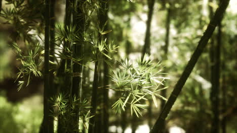 el bosque de bambú verde en hawai