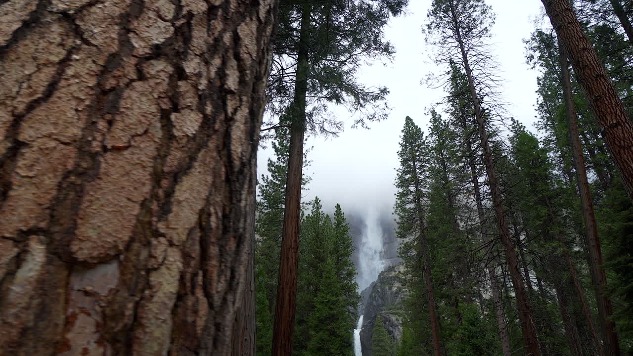 Scorrimento che rivela le cascate Yosemite e grandi alberi nella Yosemite Valley di giorno