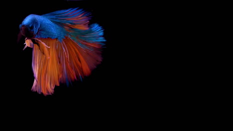 vibrant siamese fighting fish betta splendens, also known as thai fighting fish or betta, a popular aquarium fish in super slow motion on isolated black background