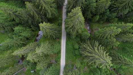 rising above a road surrounded by tall pines