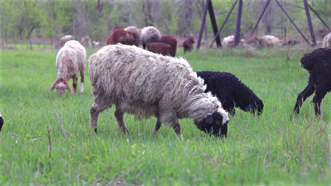sheep grazing on fresh green grass in rural field.