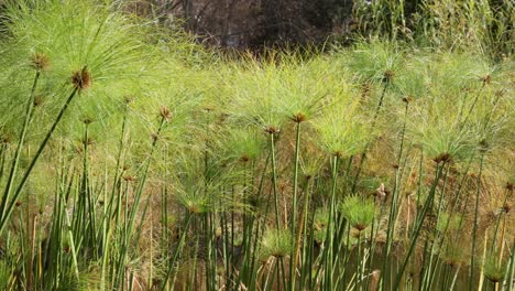 lush vegetation surrounding a tranquil pond